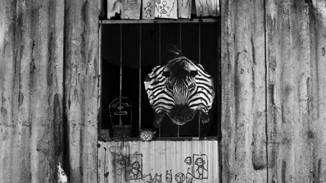 Roger Ballen, photographer