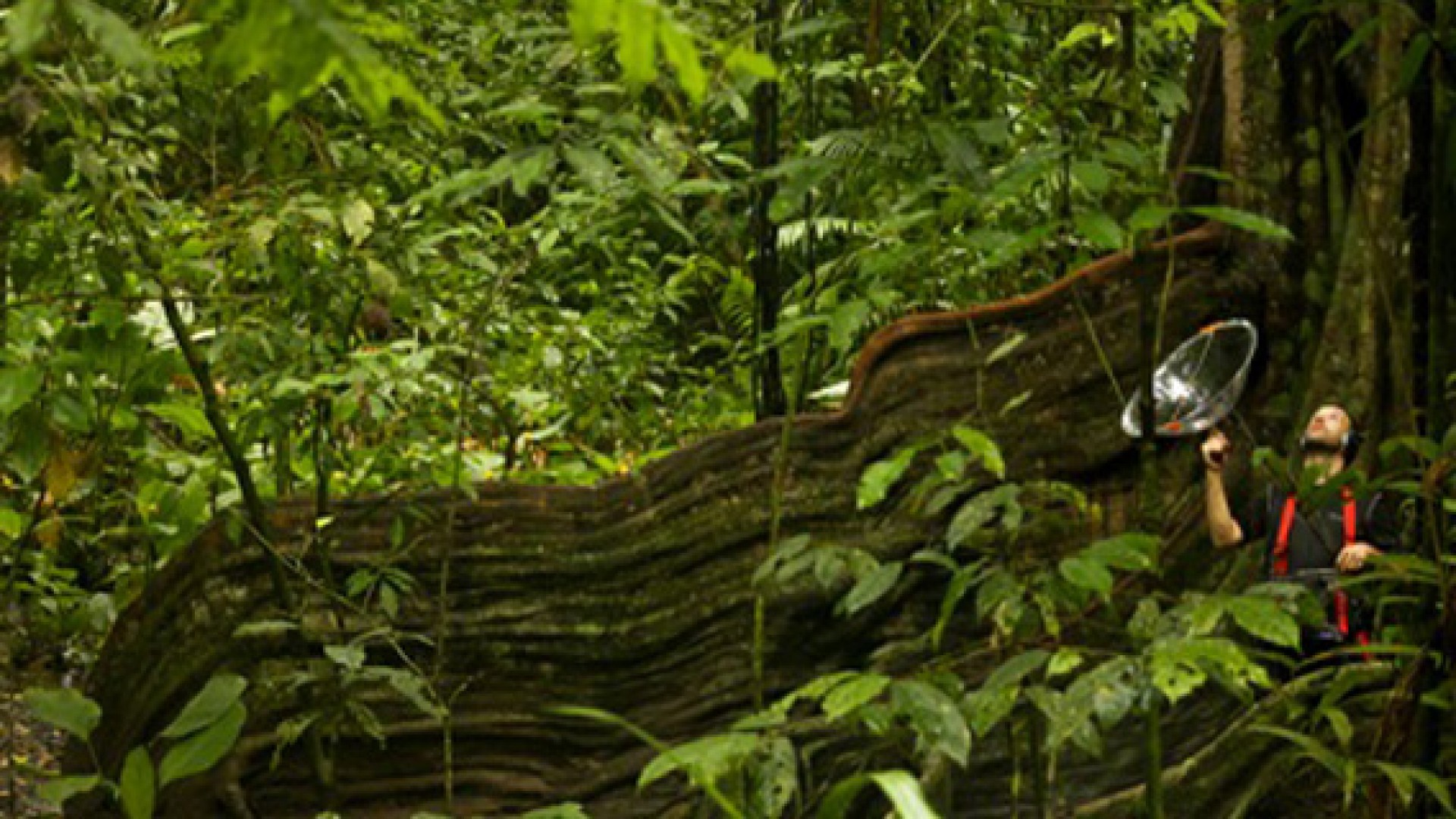 Chambre sonore&nbsp;: Dry, Wet, Evergreen