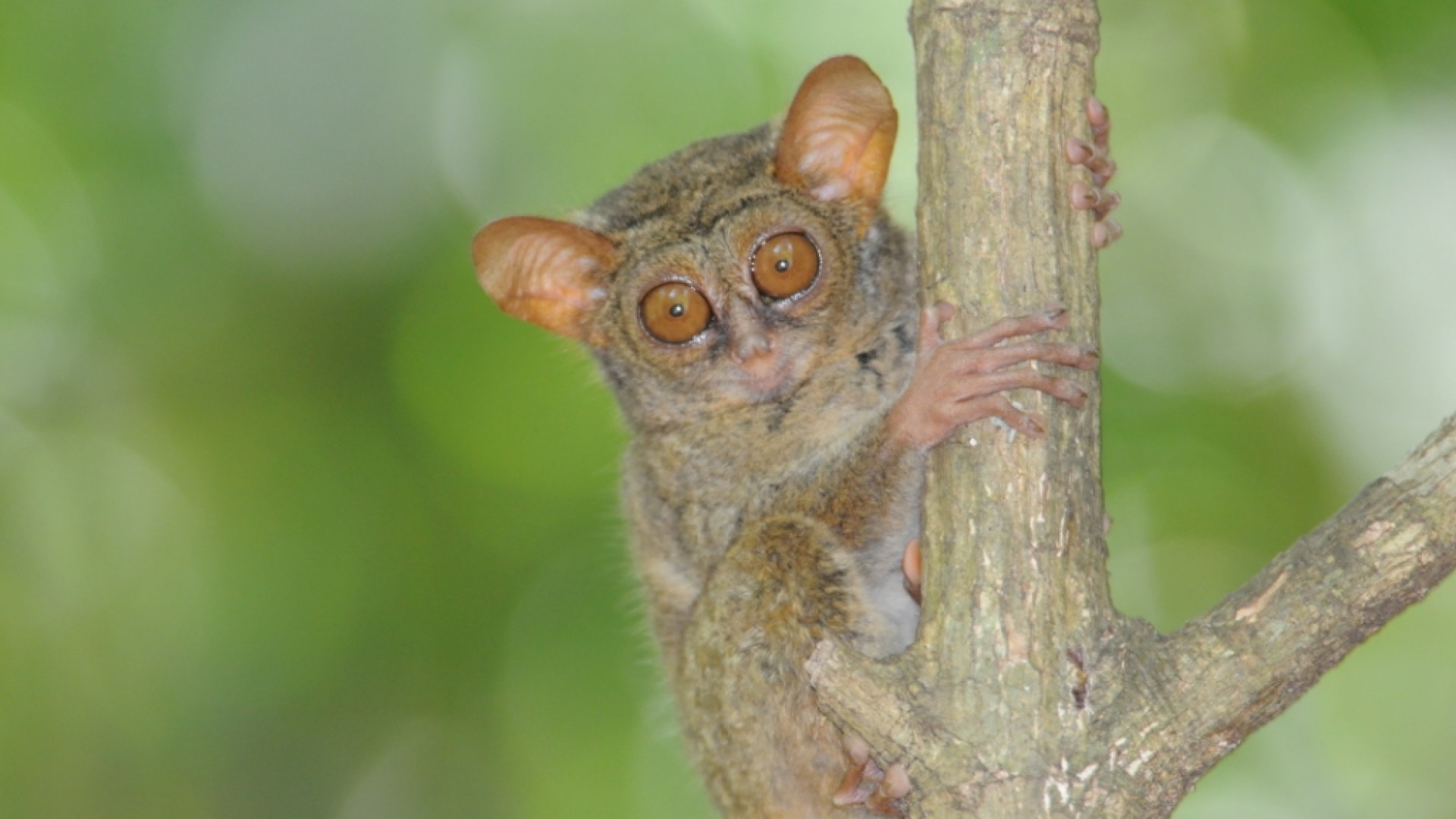 Looking at the World With Different Senses