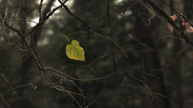 Anplagd + Le dernier voyage