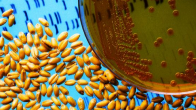 "CELLULAR AGRICULTURE - FUTURE OF FOOD"