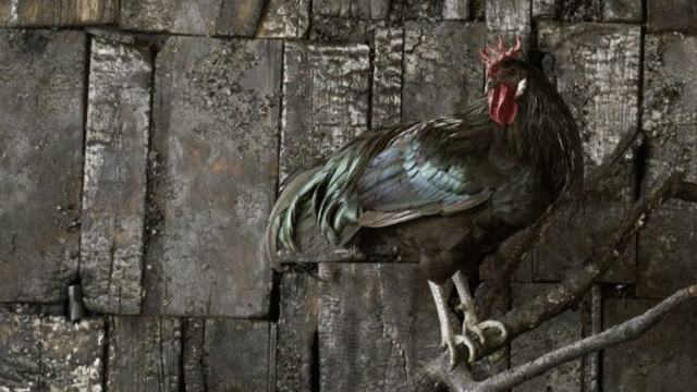 La Nuit des idées&nbsp;: ÊtreS (Très) VivantS