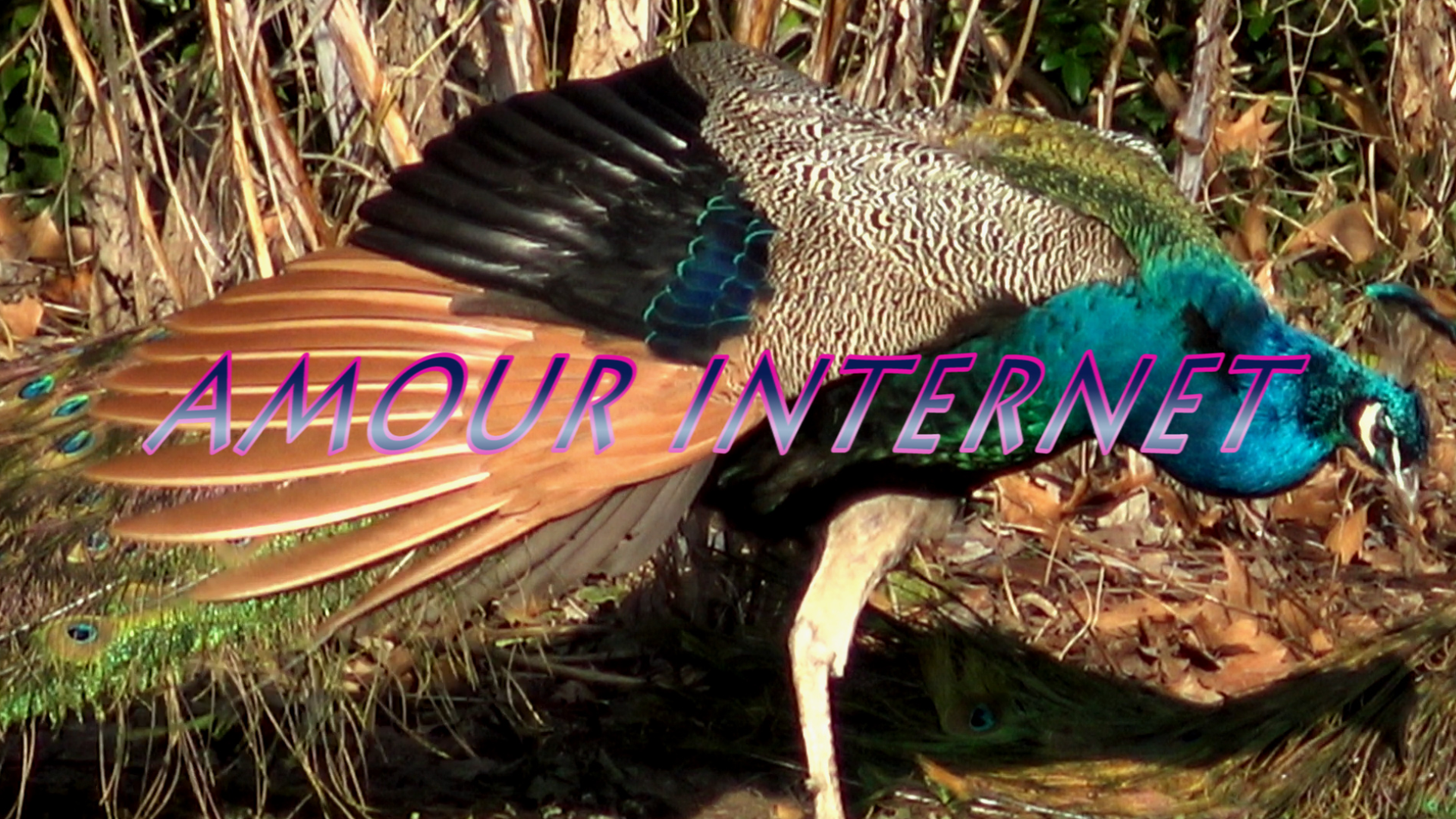 Imagespointnet&nbsp;: Très connecté·e·s - Carte blanche au FIFIB