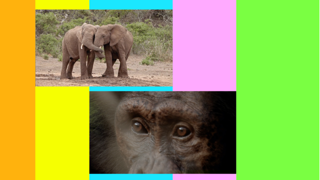 Les émotions des animaux